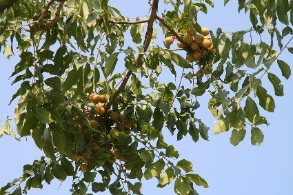 Người tiêu dùng lùng sục tìm mua quả bồ hòn