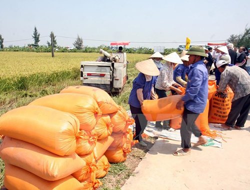 Hiệp hội Lương thực Việt làm gì khi Thái Lan xả kho gạo “khủng”?