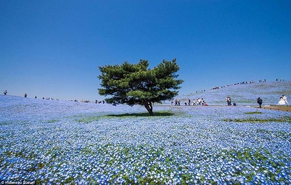 4 triệu bông hoa 'tình yêu bé nhỏ' bừng nở ở Nhật