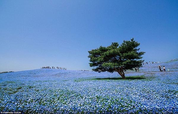 4 triệu bông hoa 'tình yêu bé nhỏ' bừng nở ở Nhật