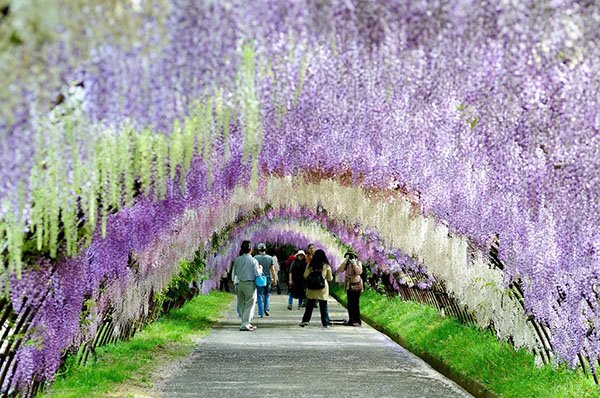 Những đường hầm hoa tử đằng đẹp như mơ ở Nhật
