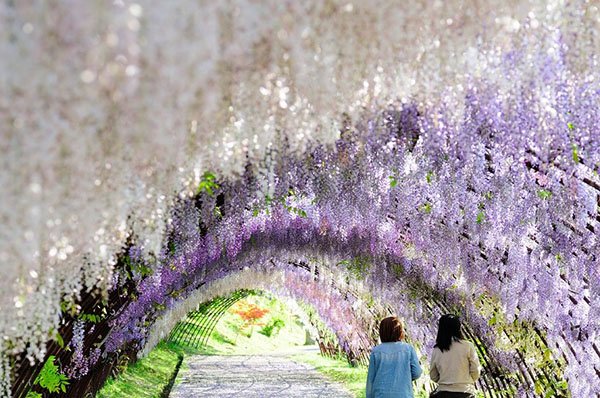 Những đường hầm hoa tử đằng đẹp như mơ ở Nhật