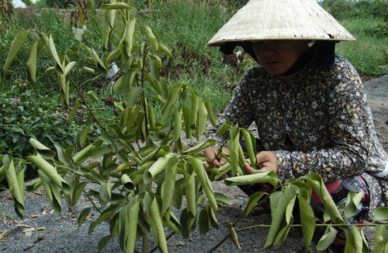 Bất lực nhìn cây trồng chết khô vì hạn