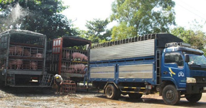 Lợn thịt Việt Nam chưa được cấp phép nhập khẩu vào Trung Quốc