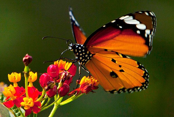 Tử vi ngày mới Thứ Tư ngày 18/5/2016 của 12 cung Hoàng đạo