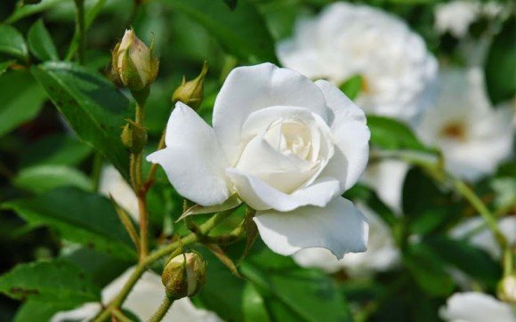 Hoa hồng phương thuốc diệu kì cho sức khỏe, trị dứt các cơn ho dai dẳng, táo bón...