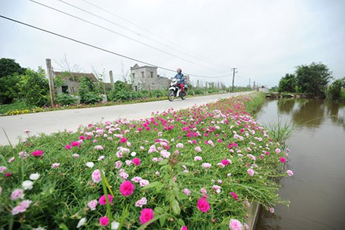 Con đường hoa mười giờ rực rỡ dài 3 km ở Nam Định