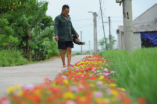 Con đường hoa mười giờ rực rỡ dài 3 km ở Nam Định