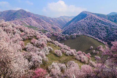 Mê mải ngắm hoa mai phủ hồng thảo nguyên ở Tân Cương