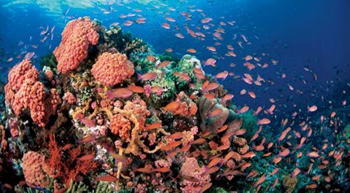 Hè này lên đường đến Philippines lặn biển ở Palawan