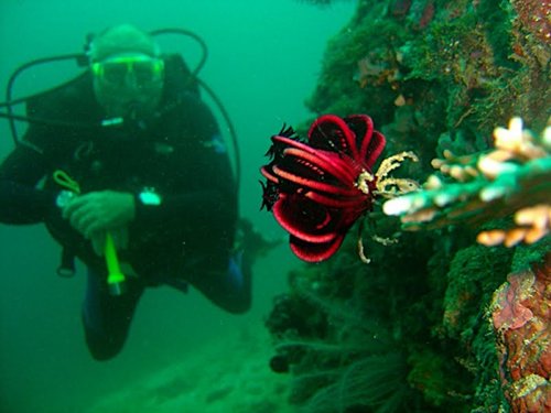 Hè này lên đường đến Philippines lặn biển ở Palawan