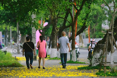 Mùa phượng vàng rực rỡ ở Huế