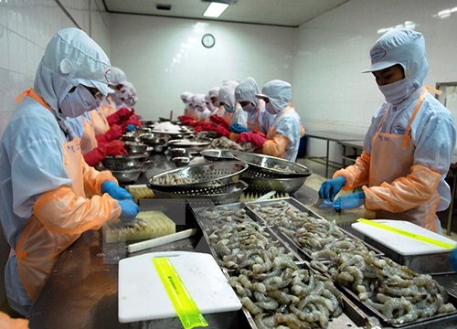 EU cảnh báo các cơ sở xuất khẩu thủy sản có chất kháng sinh cấm