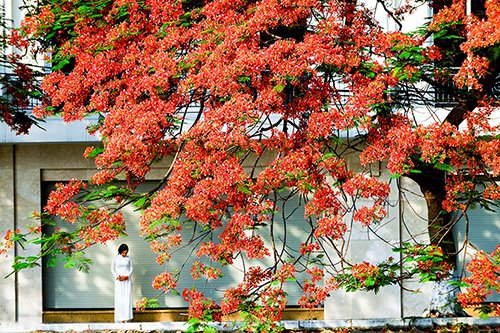 Hoa phượng đỏ rực rỡ khắp Hà Nội