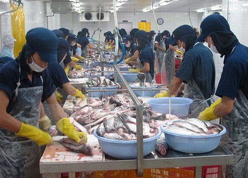 Chất lượng hải sản xuất khẩu không bị ảnh hưởng vì hiện tượng cá chết