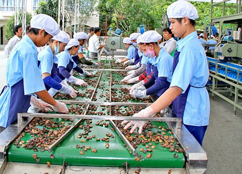 Dự kiến nhập khẩu 450.000 tấn điều thô