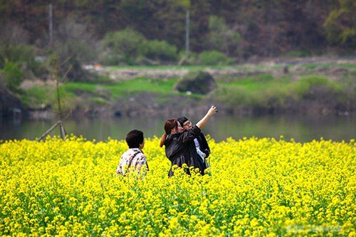 Những lễ hội hoa đặc sắc tại Hàn Quốc