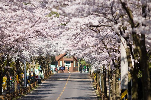 Những lễ hội hoa đặc sắc tại Hàn Quốc