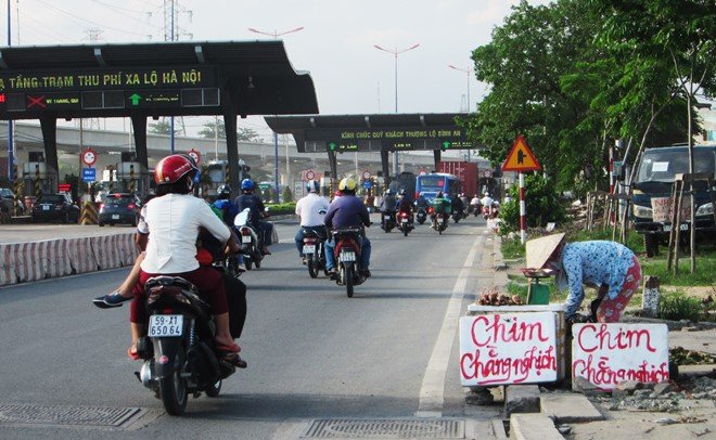 Chim cút thải loại đội lốt chim rừng bán ở vỉa hè Sài Gòn