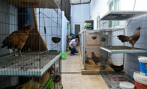 Trại gà vảy rồng độc đáo ở Sài Gòn