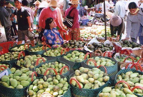 Nông dân Bình Phước thu hàng trăm triệu đồng cho mỗi ha xoài