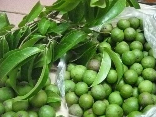 Những người ăn sấu chẳng khác nào tự hại mình