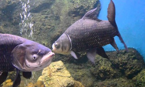 3 loài cá đặc sản đắt đỏ hiếm có