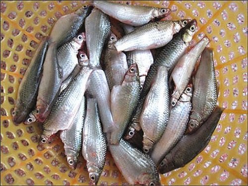 Về miền Tây thưởng thức cá linh kho tiêu