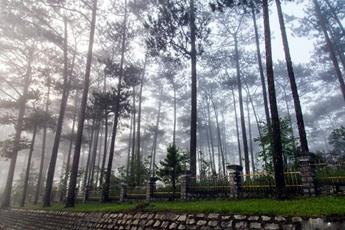 Mê mẩn dạo chơi ở làng hoa lớn nhất Đà Lạt trong sương sớm