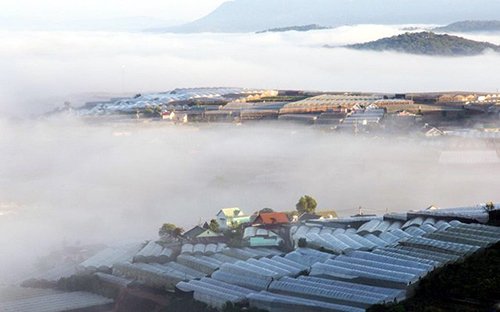 Mê mẩn dạo chơi ở làng hoa lớn nhất Đà Lạt trong sương sớm