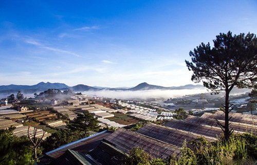 Mê mẩn dạo chơi ở làng hoa lớn nhất Đà Lạt trong sương sớm