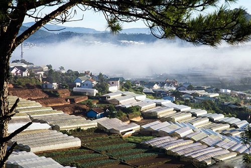Mê mẩn dạo chơi ở làng hoa lớn nhất Đà Lạt trong sương sớm