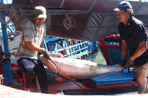 Cá ngừ đại dương bị “ép giá” vì chất lượng thấp quá!
