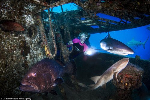 Người đẹp mạo hiểm một mình lặn giữa bầy cá mập