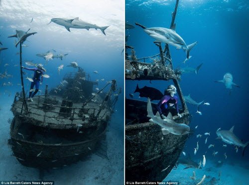 Người đẹp mạo hiểm một mình lặn giữa bầy cá mập