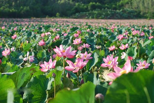 Mùa sen rực rỡ ở Quảng Nam "đốn tim" du khách