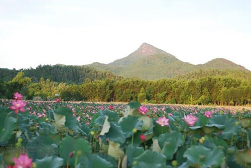 Mùa sen rực rỡ ở Quảng Nam "đốn tim" du khách