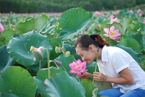 Mùa sen rực rỡ ở Quảng Nam "đốn tim" du khách