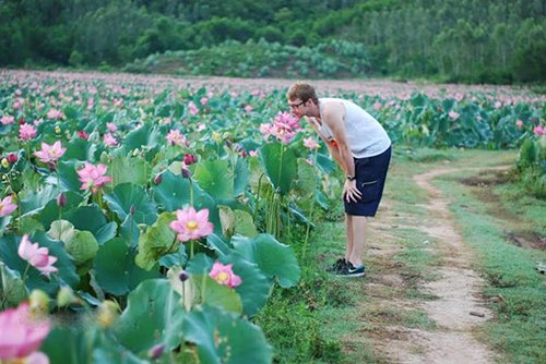 Mùa sen rực rỡ ở Quảng Nam "đốn tim" du khách