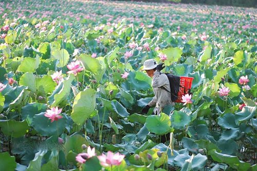 Mùa sen rực rỡ ở Quảng Nam "đốn tim" du khách