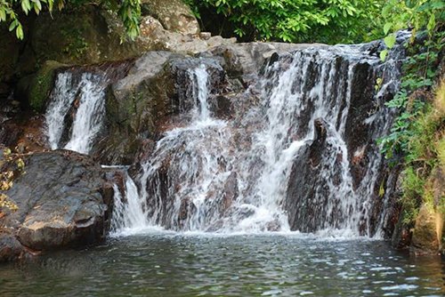 Mùa sen rực rỡ ở Quảng Nam "đốn tim" du khách