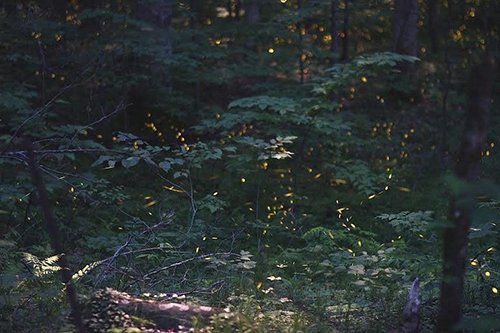 Khu rừng đom đóm lung linh tuyệt đẹp ở nước Mỹ