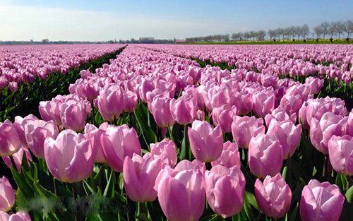 Những cánh đồng hoa tuylip đẹp ngỡ ngàng ở Hà Lan