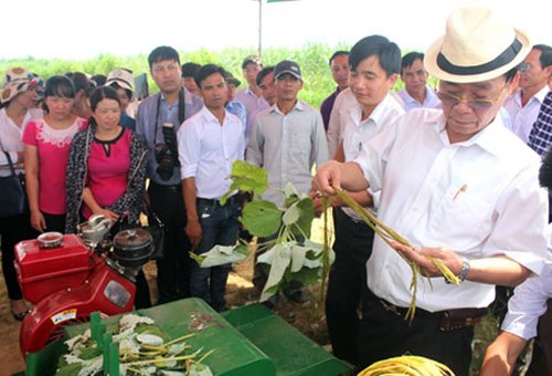 Cây gai xanh “bén duyên” đất xứ Thanh