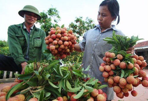 Nông nghiệp Việt Nam tăng trưởng âm
