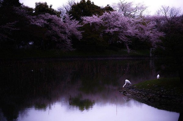 Vẻ đẹp mê hoặc của mùa hoa anh đào Nhật Bản