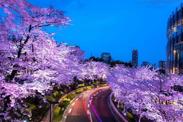 Vẻ đẹp mê hoặc của mùa hoa anh đào Nhật Bản