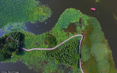 Lạc giữa hồ hoa sen đẹp mê hồn ở Trung Quốc
