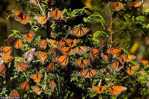 Lạc bước vào rừng bươm bướm đẹp như cổ tích ở Mexico
