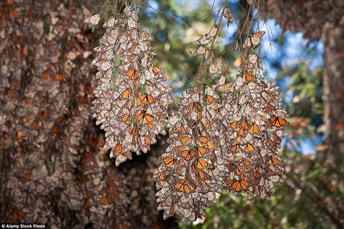 Lạc bước vào rừng bươm bướm đẹp như cổ tích ở Mexico